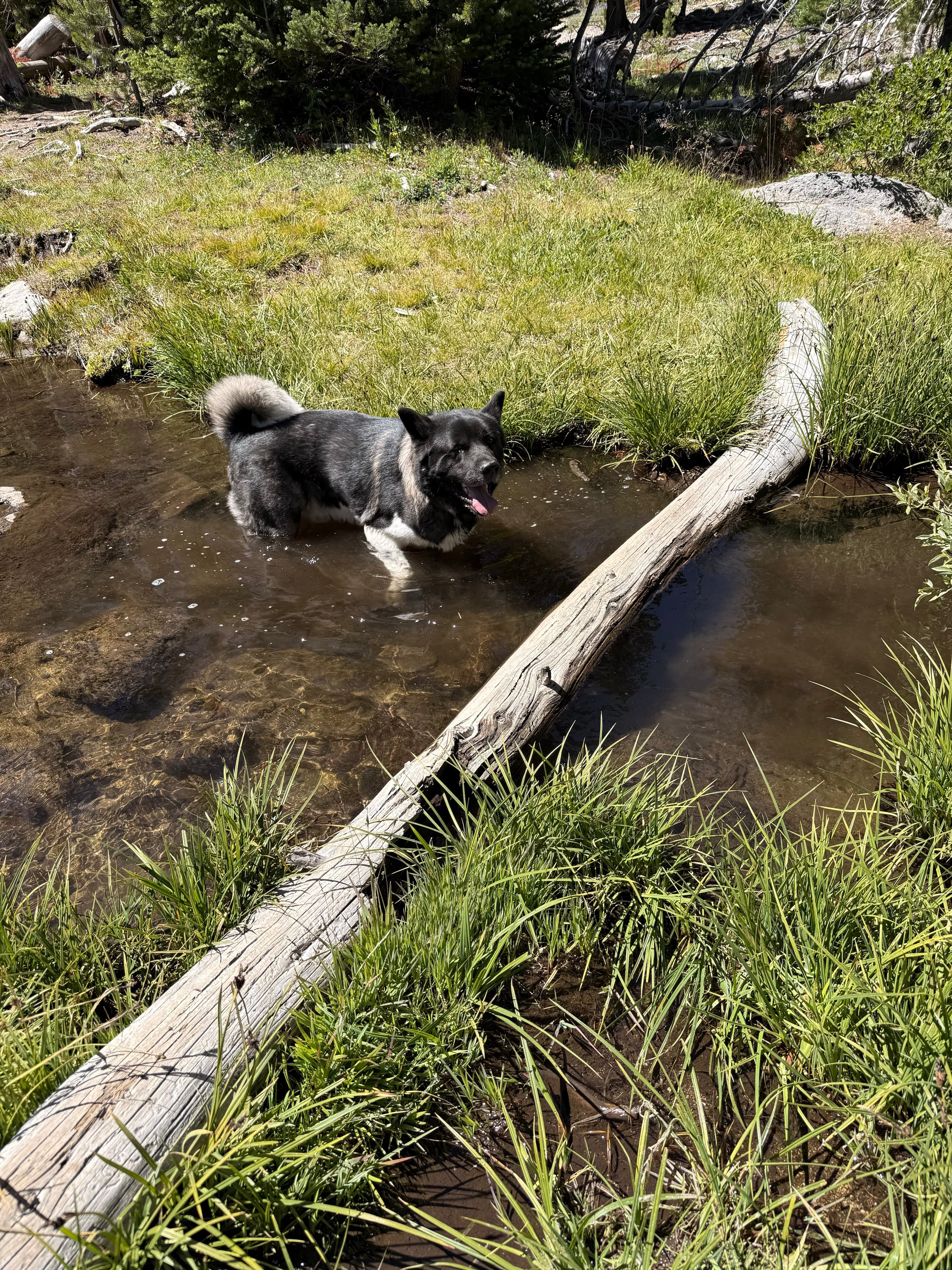 Adventure photo from Little Three Creek Lake Trail #4076 1